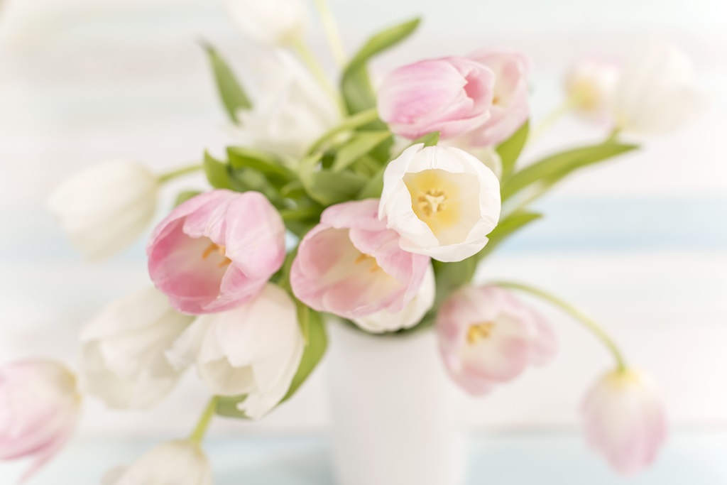 Фотообои для спальни Нежные тюльпаны