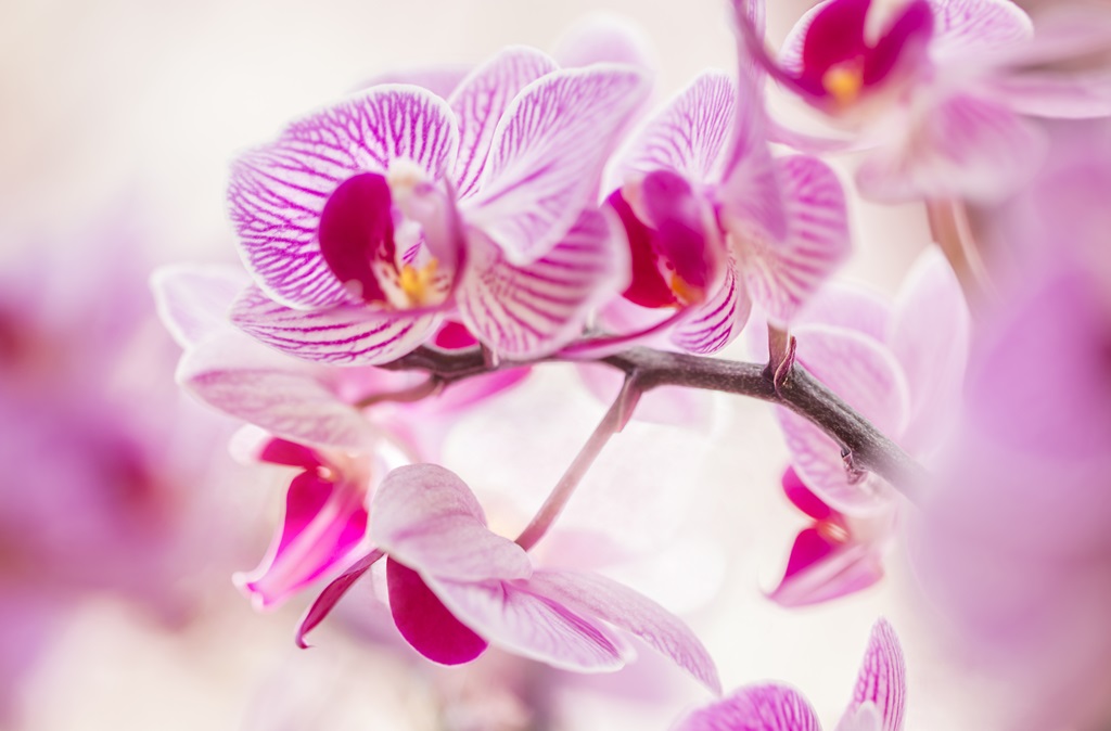 Фотообои для спальни Сиреневая орхидея 