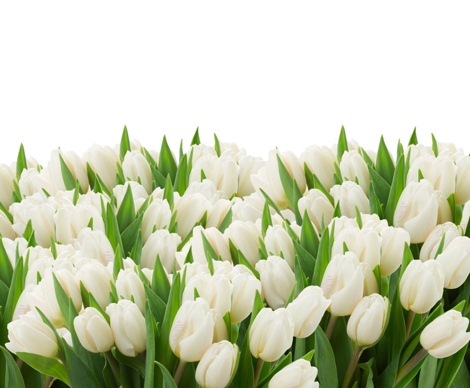 Фотообои для спальни Белые тюльпаны