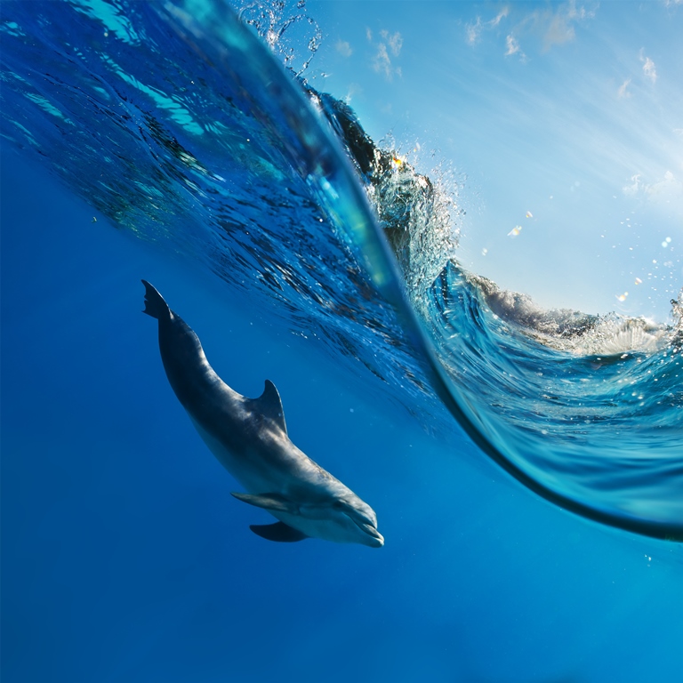Фотообои Дельфин под водой