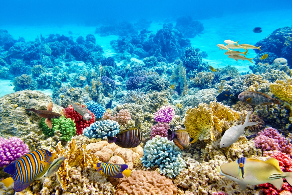 Фотообои Коралловые рифы