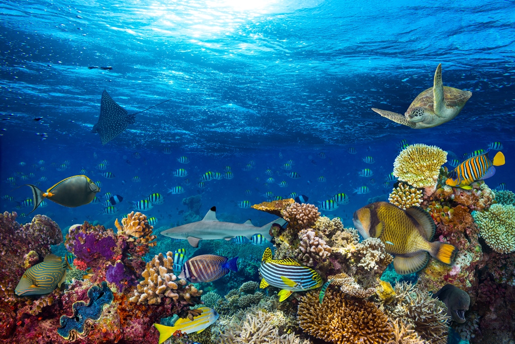 Фотообои Подводный мир океана