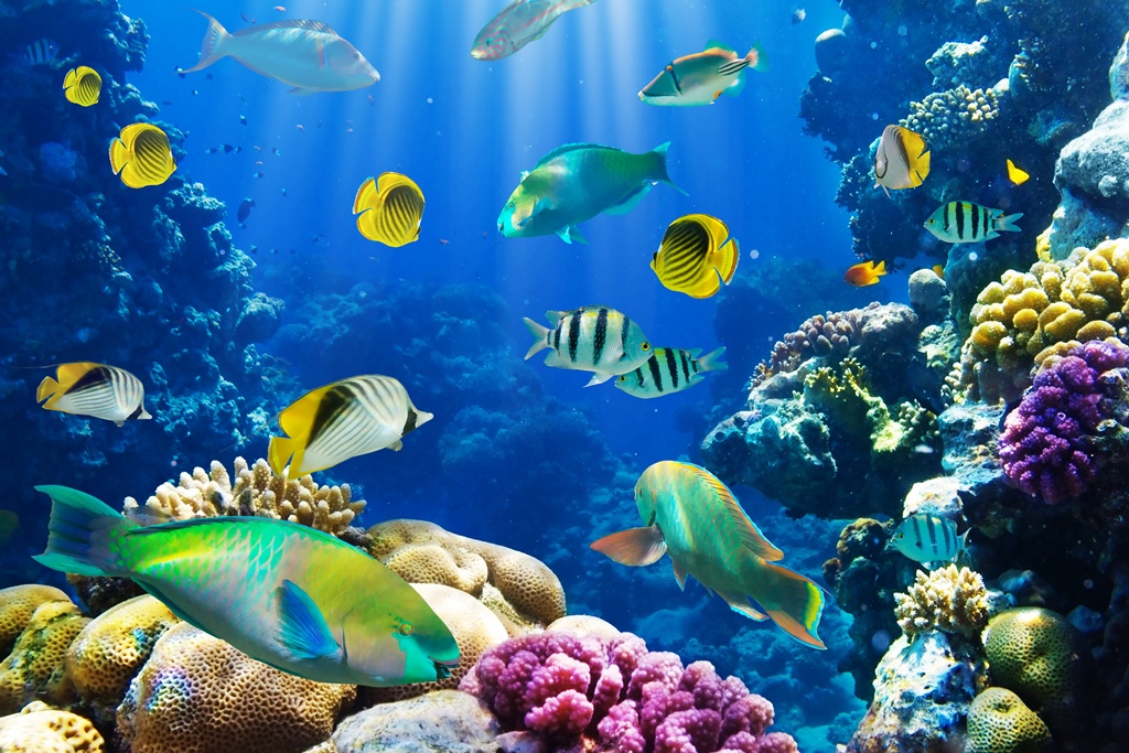 Фотообои Рифовые рыбки 
