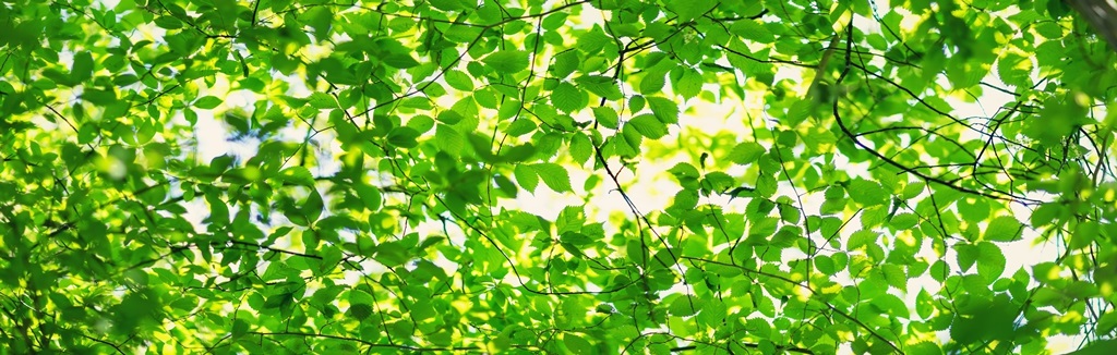 Фотообои Зеленый фон с листьями