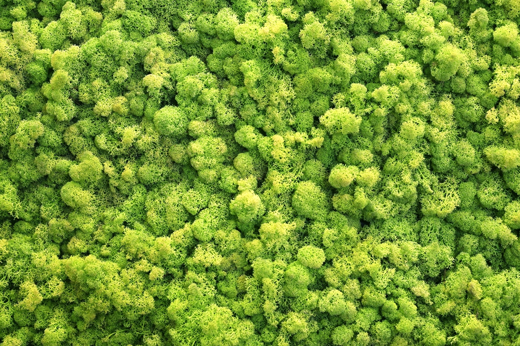 Фотообои Зеленый мох