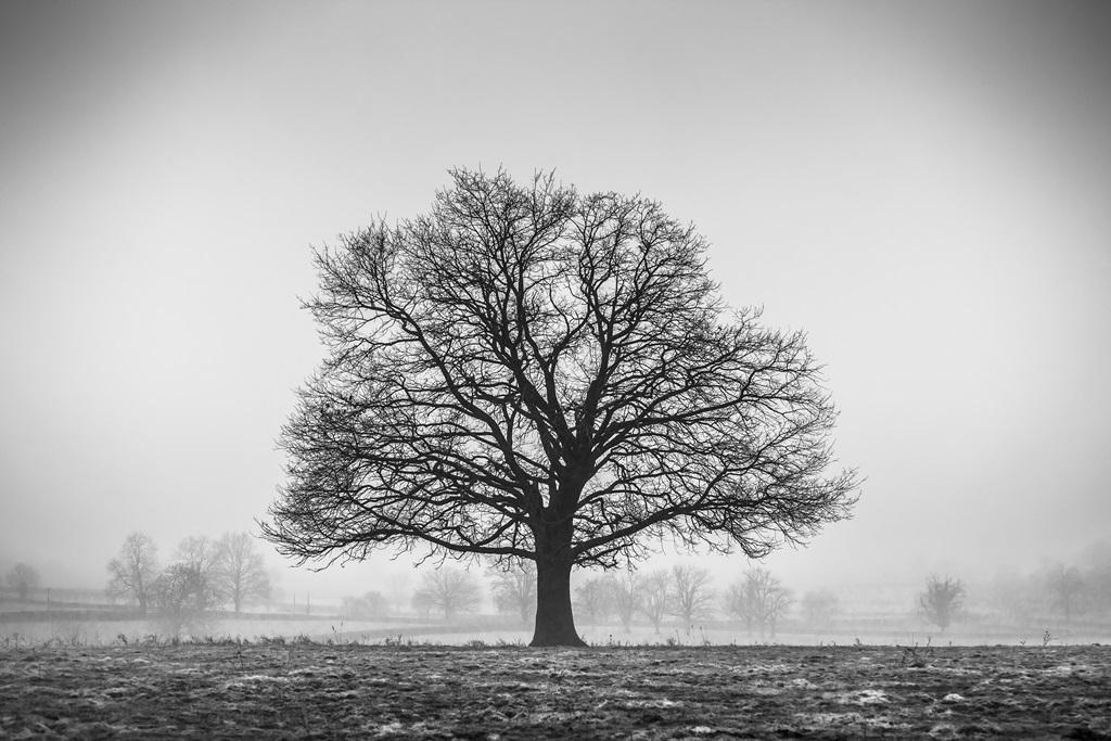 Фотообои Зимнее дерево