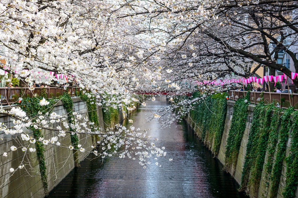 Фотообои Токио, Япония. Цветущая сакура 