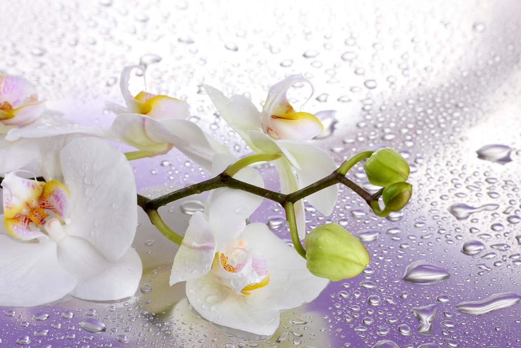 Фотообои Орхидея в каплях