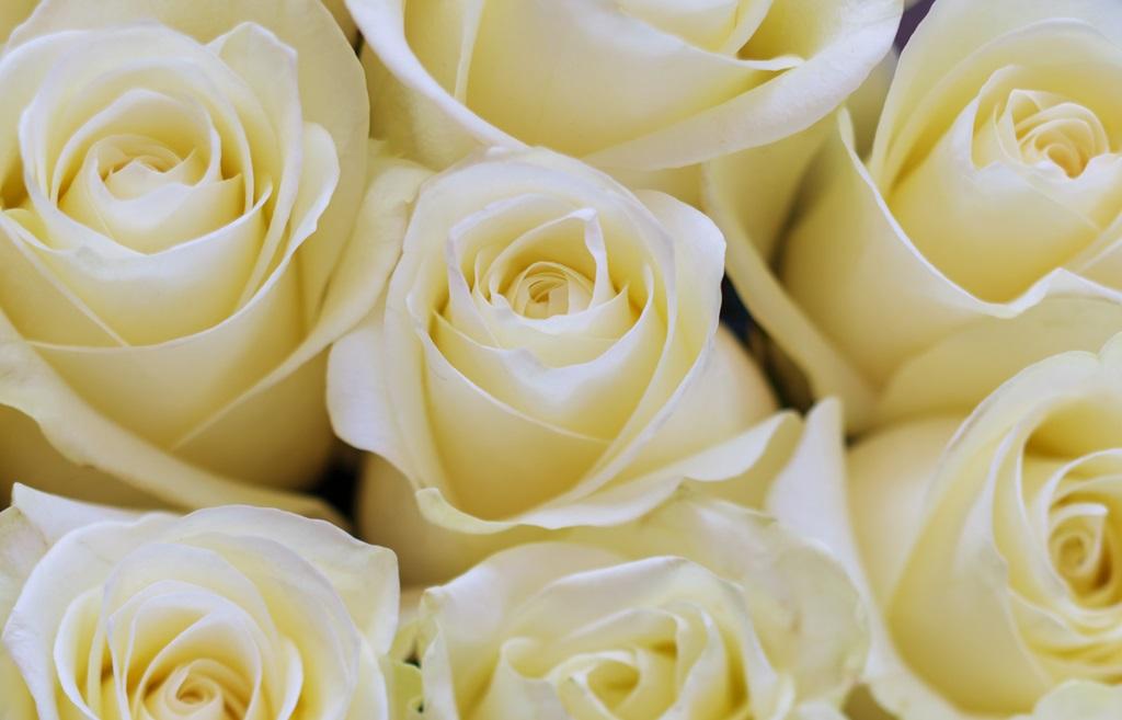 Фотообои Белые розы