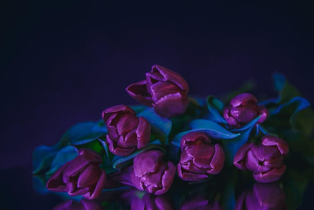 Фотообои Фиолетовые тюльпаны