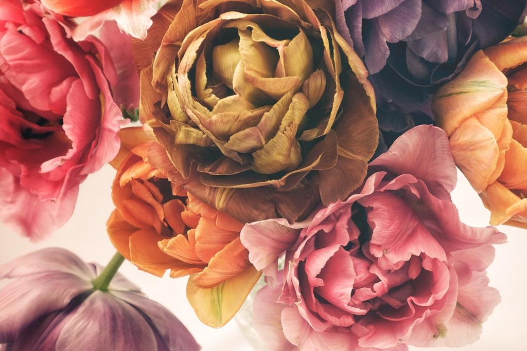 Фотообои Красочные тюльпаны в винтажном стиле