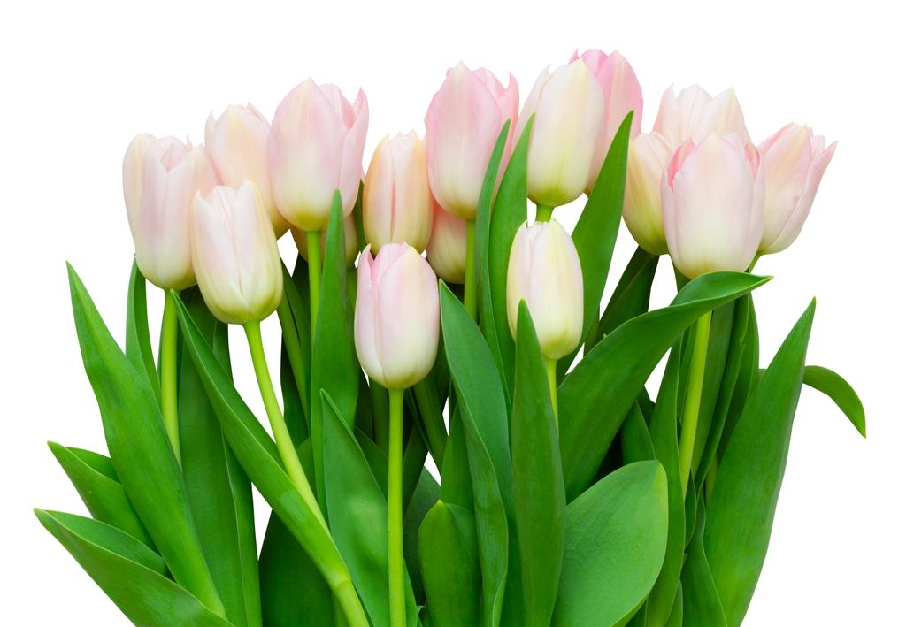 Фотообои Букет бело-розовых тюльпанов