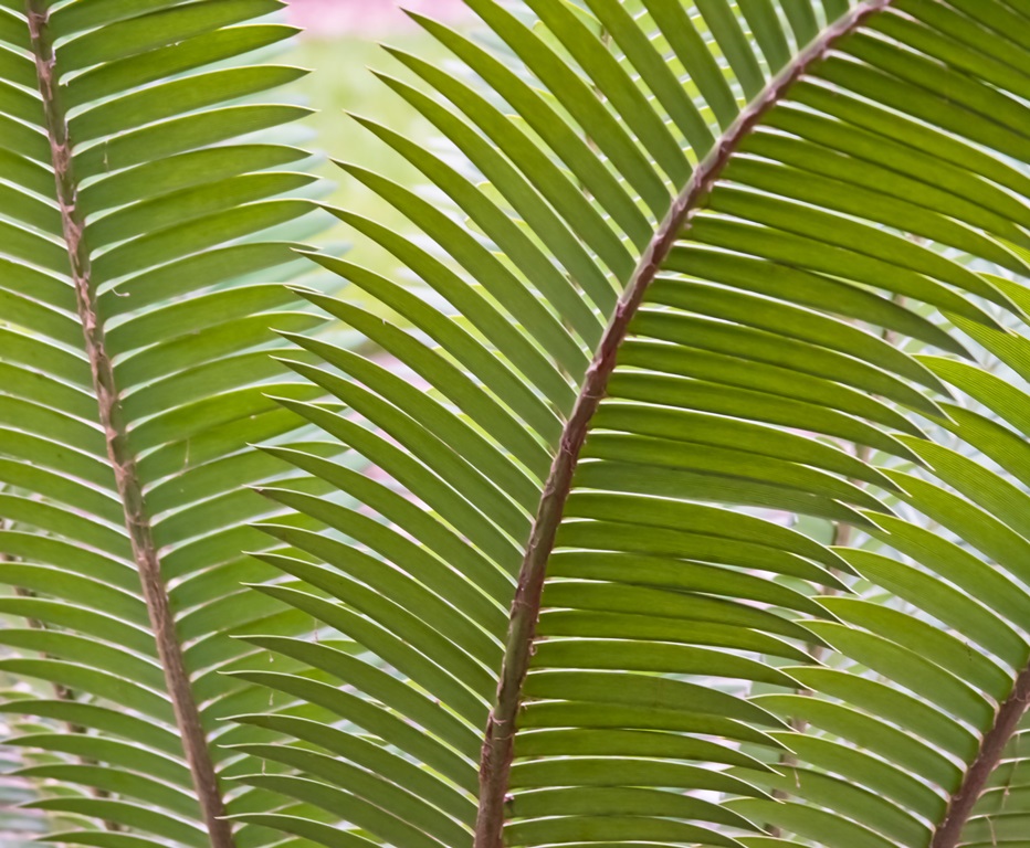 Фотообои Листья тропические