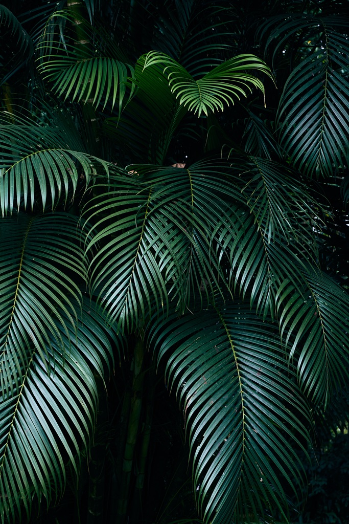 Фотообои Тропические джунгли