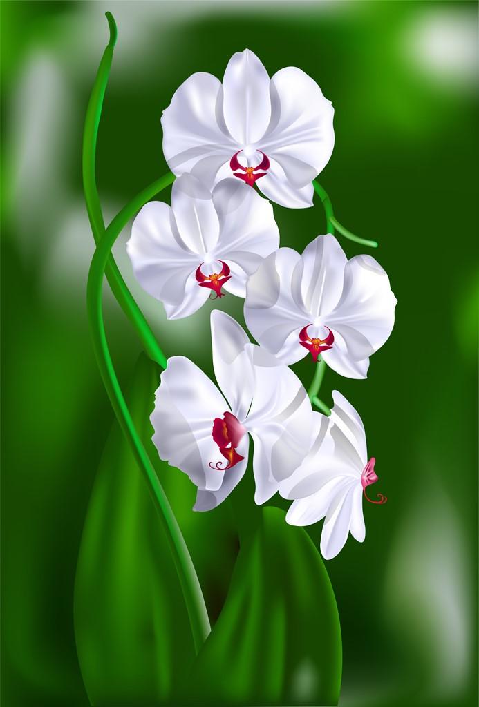 Фотообои Белая нарисованная орхидея 