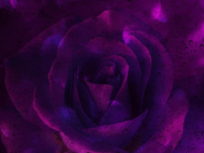 Фотообои Романтическая фиолетовая роза
