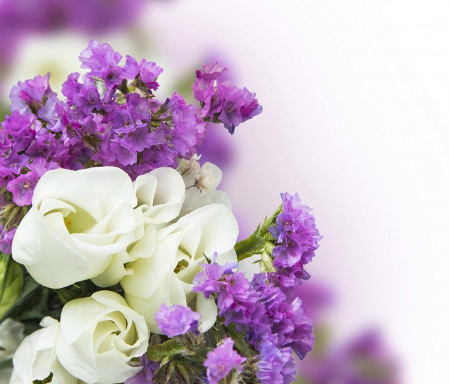 Фотообои Белые розы с пурпуром