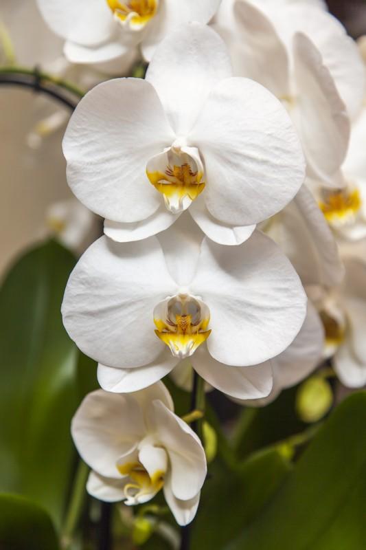 Фотообои Красивые белые орхидеи в интерьере