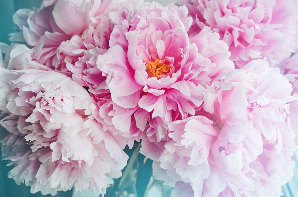 Фотообои Пастельные цветы