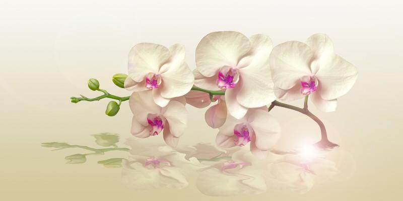 Фотообои Элегантная орхидея 