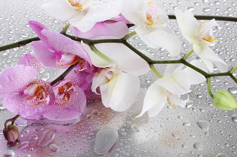 Фотообои Красивые орхидеи
