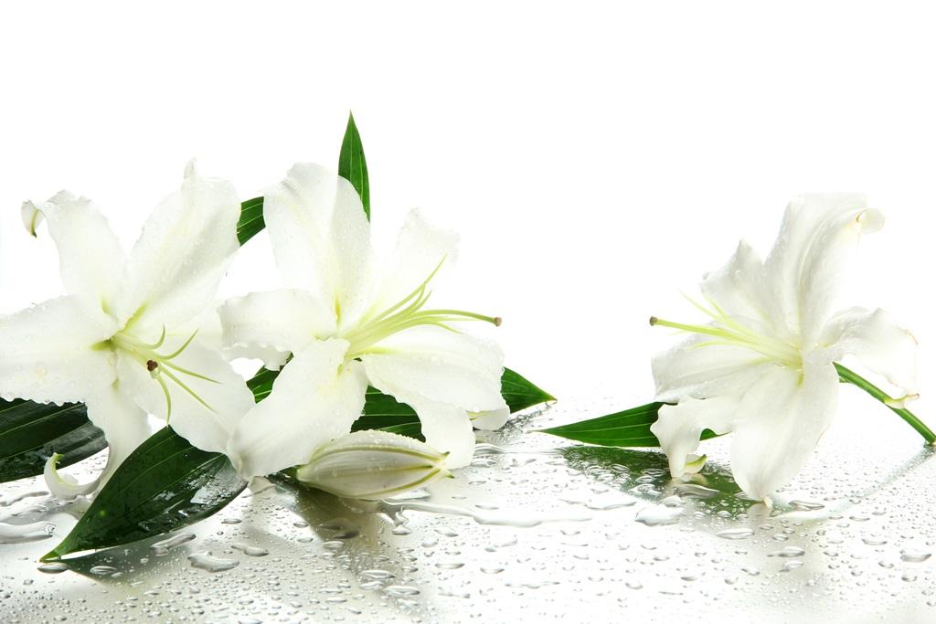 Фотообои Белые лилии и капли 