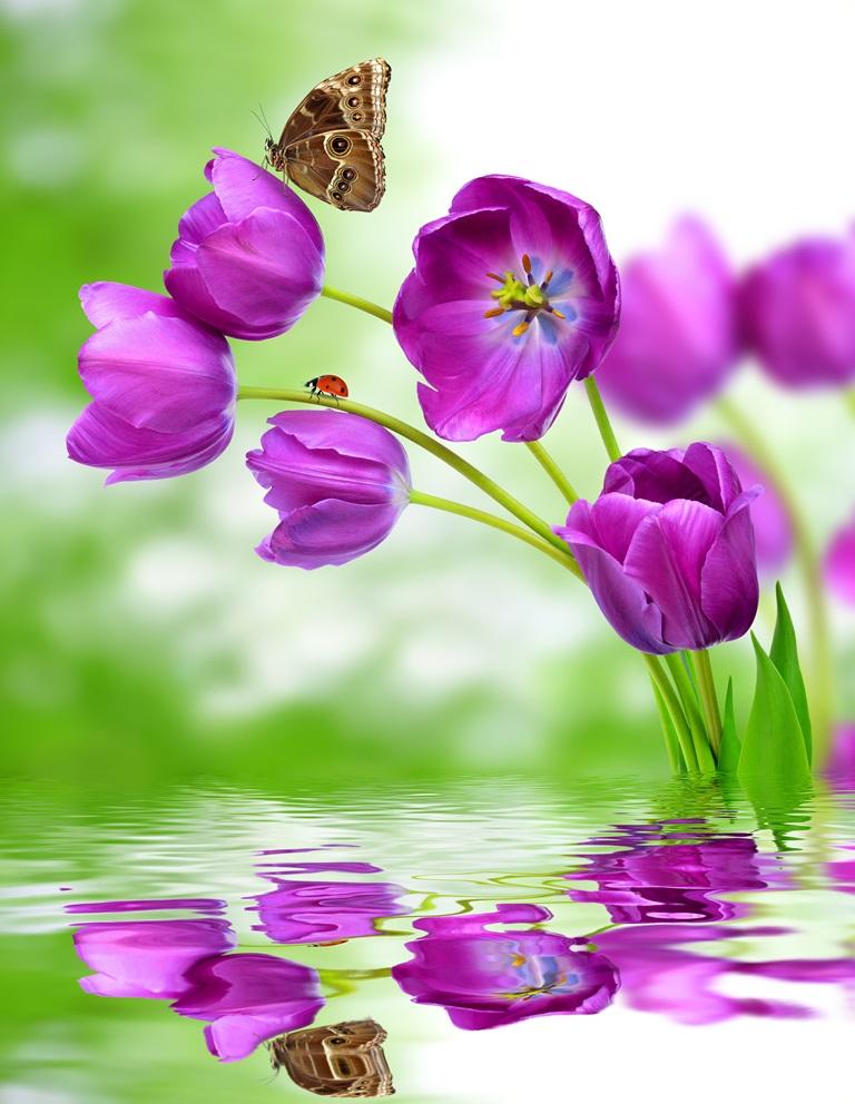 Фотообои Сиреневые тюльпаны с бабочкой 