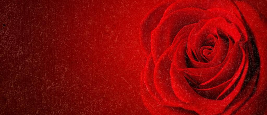 Фотообои Красная роза