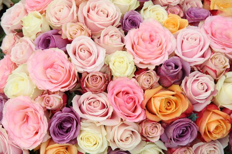 Фотообои Пастельные свадебные розы