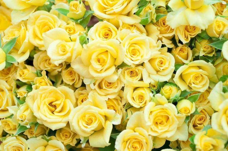 Фотообои Фон из желтых роз
