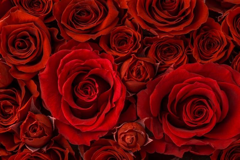 Фотообои Букет красных роз