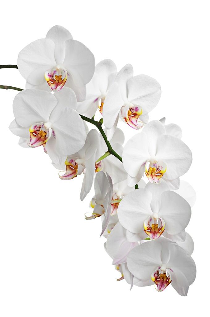 Фотообои Белые цветы орхидеи