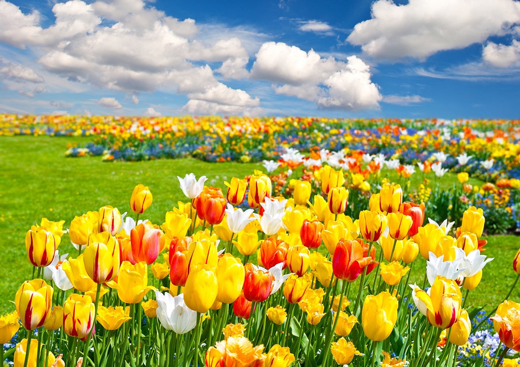 Фотообои Поле цветных тюльпанов 