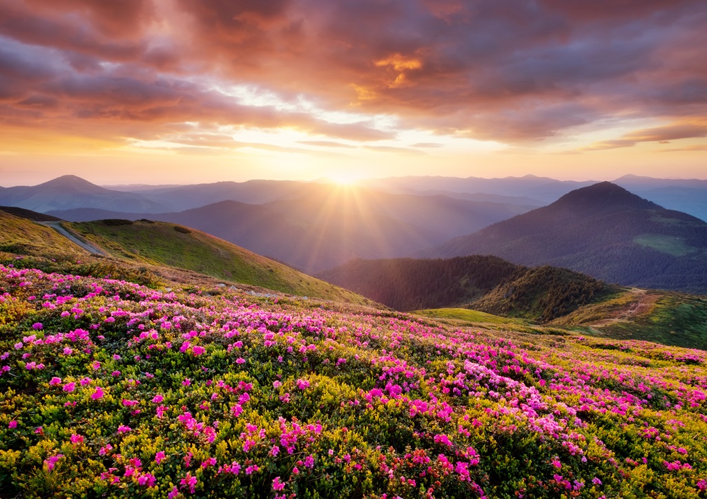 Фотообои Цветы в горах