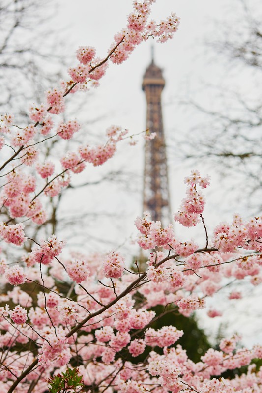 Фотообои Цветение сакуры в Париже