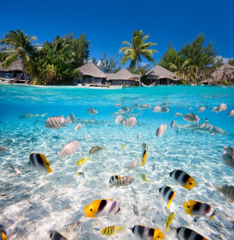 Фотообои Красивые рыбки на Мальдивах 