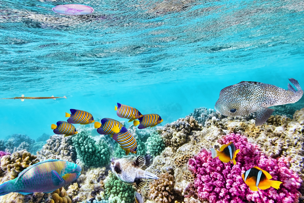 Фотообои Большой Барьерный риф