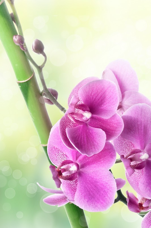 Фотообои Орхидея и бамбук