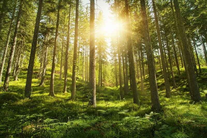 Фотообои Солнечный лес, сосны и ели