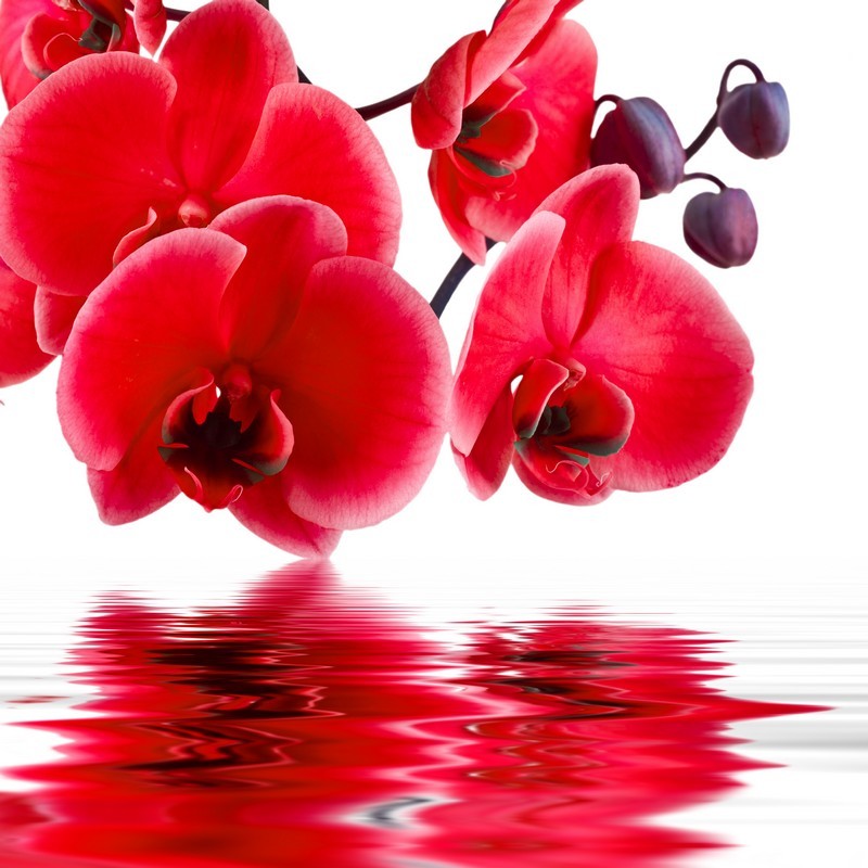 Фотообои Красные орхидеи над водой