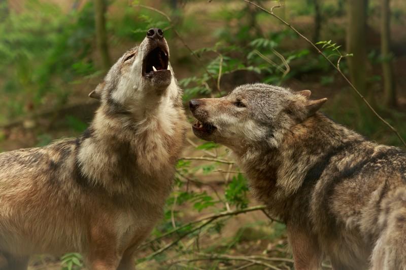 Фотообои Волки воют