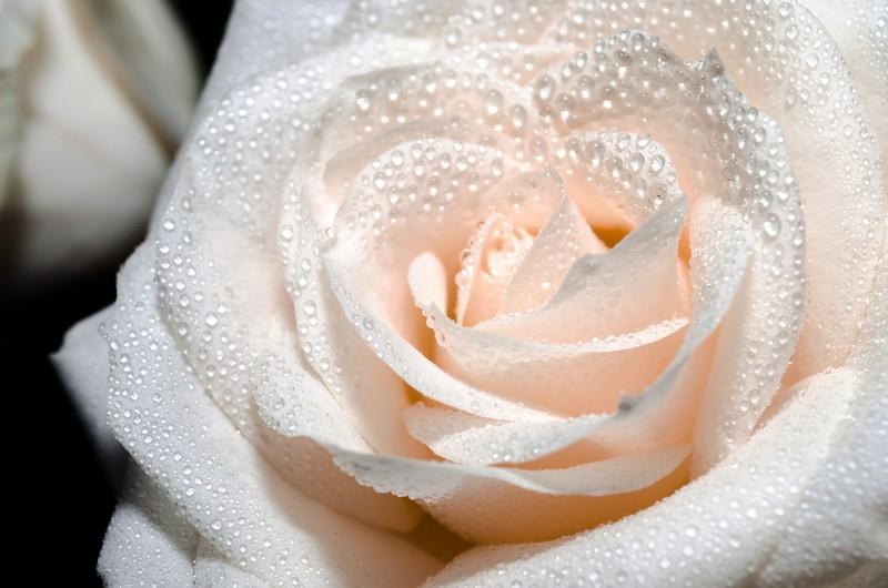 Фотообои Капли росы на лепестках розы