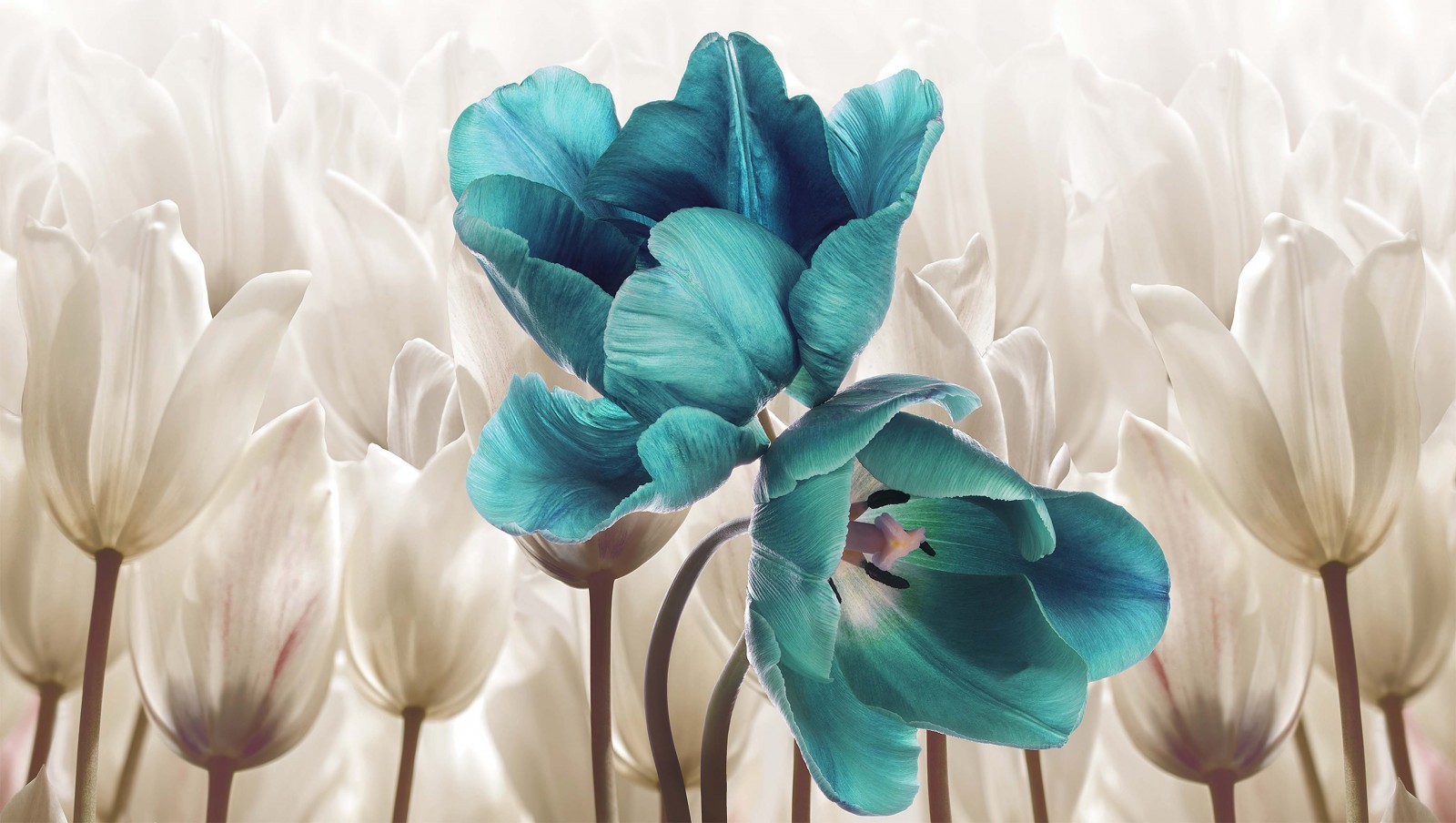 3 д фотообои Бирюзовые тюльпаны