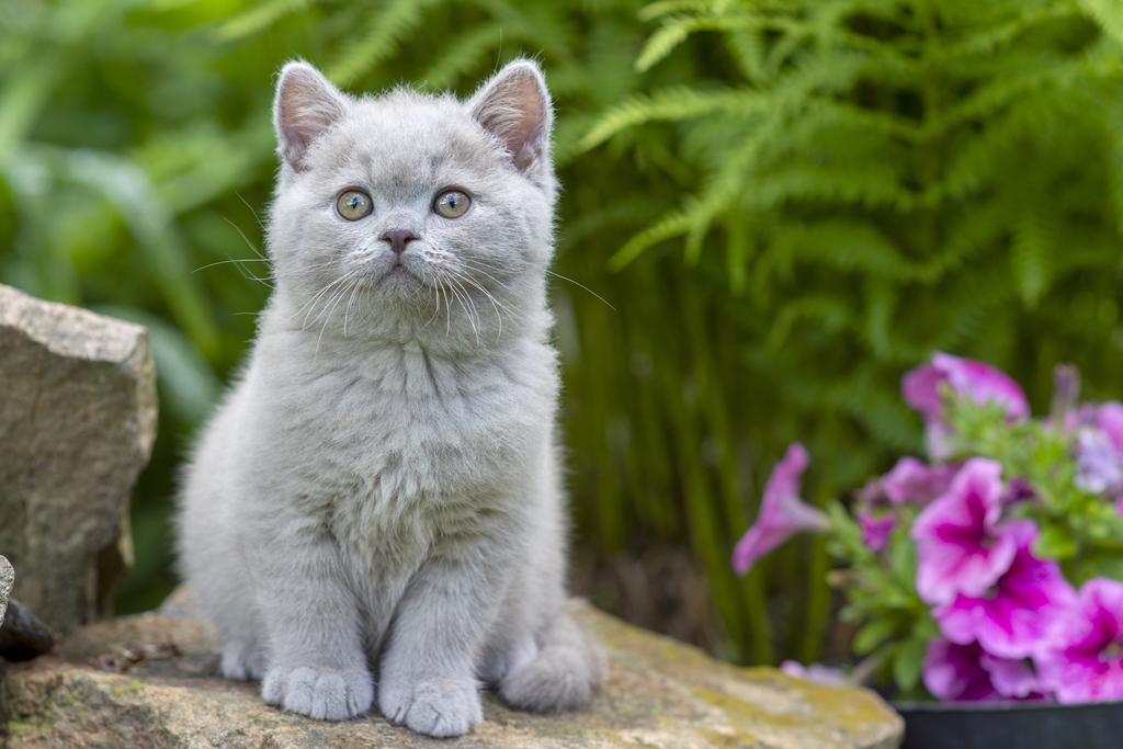 Фотообои Британский котенок 