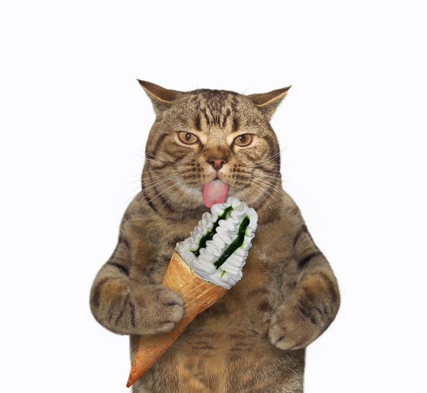 Фотообои Кот с мороженым 