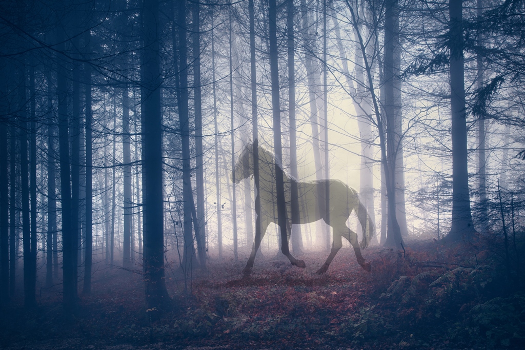 Фотообои Силуэт лошади на фоне леса