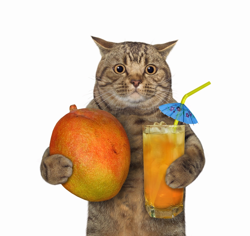 Фотообои Кот с манго