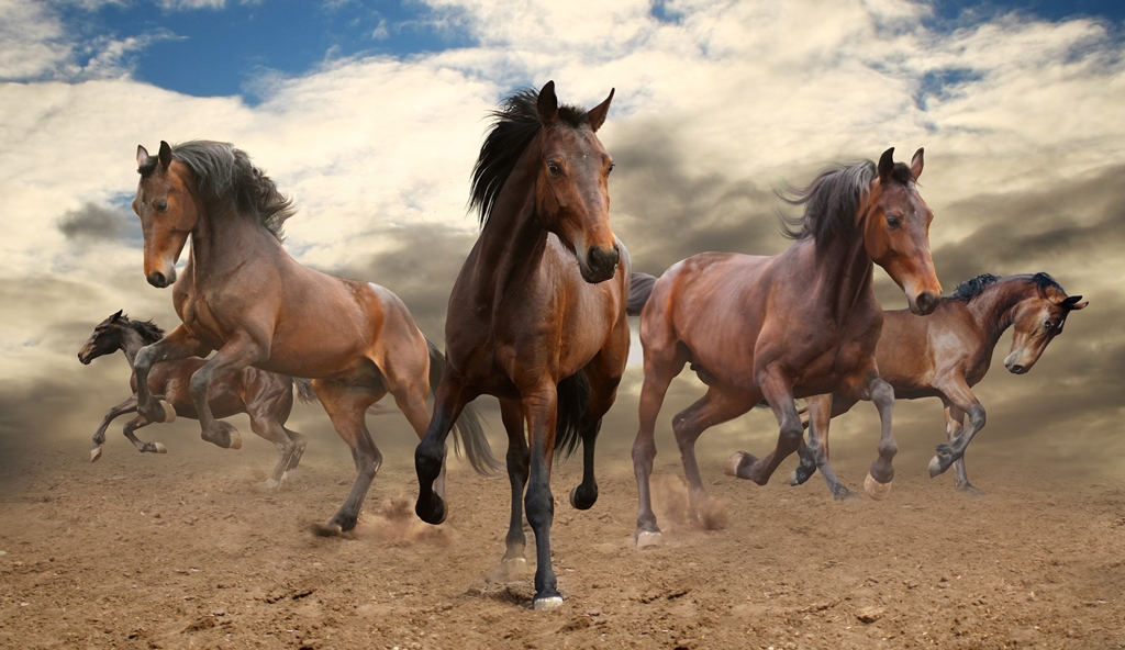 Фотообои Табун скачущих лошадей 