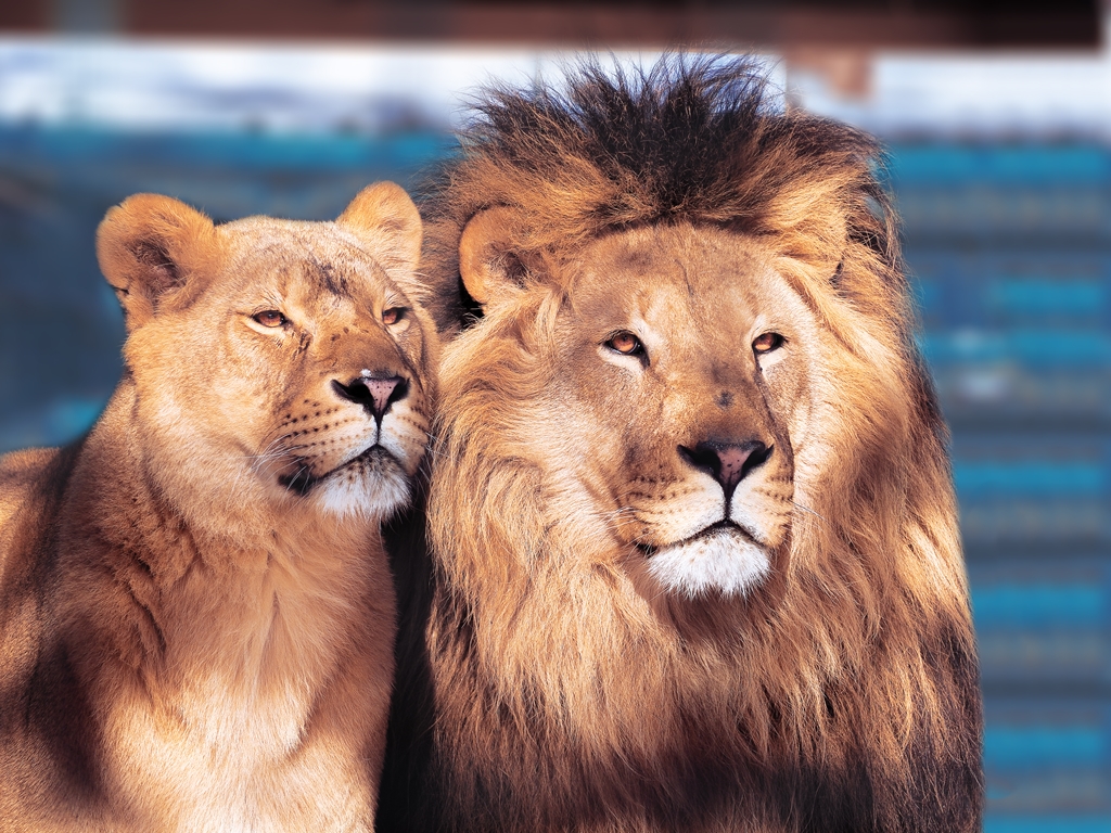Фотообои Лев и львица на солнце 