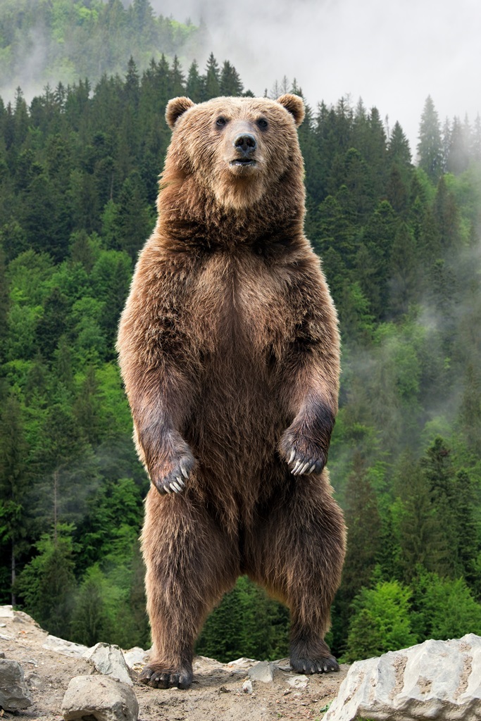 Фотообои Медведь на горе